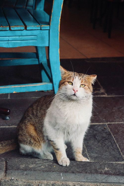 Free Cute cat with yellow eyes sitting near a rustic blue chair indoors. Stock Photo