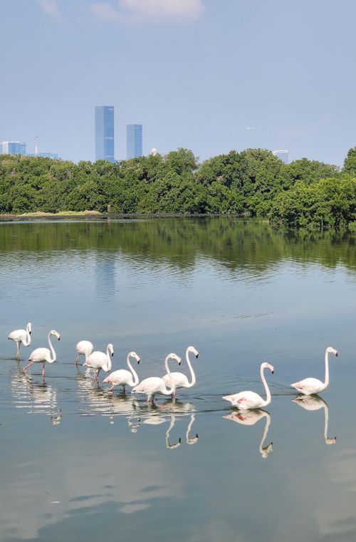 Free A flock of flamingos peacefully wading in an urban lake with skyline backdrop. Stock Photo