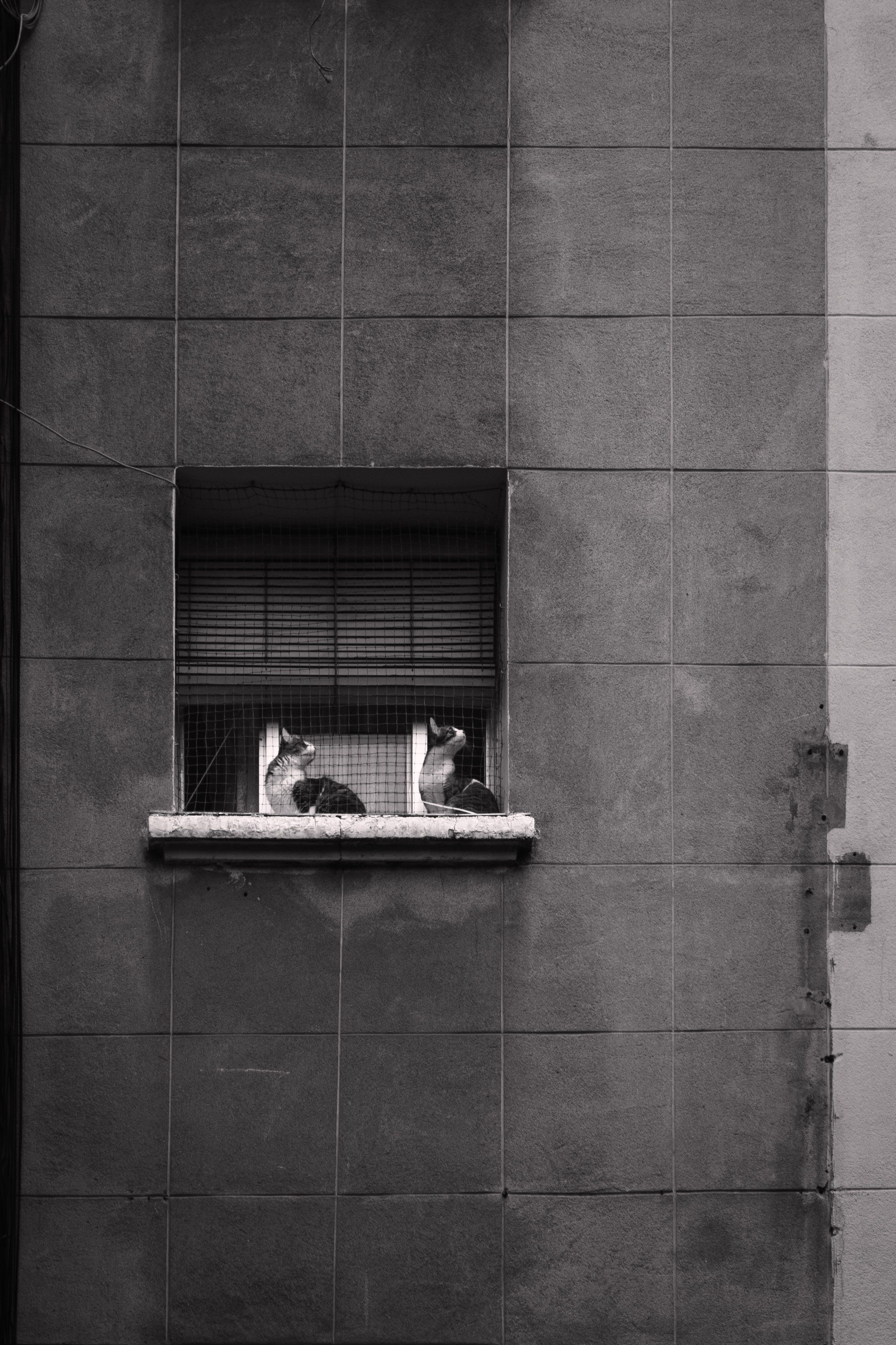 Black and White Photo of Two Cats Sitting on a Window Sill behind ...