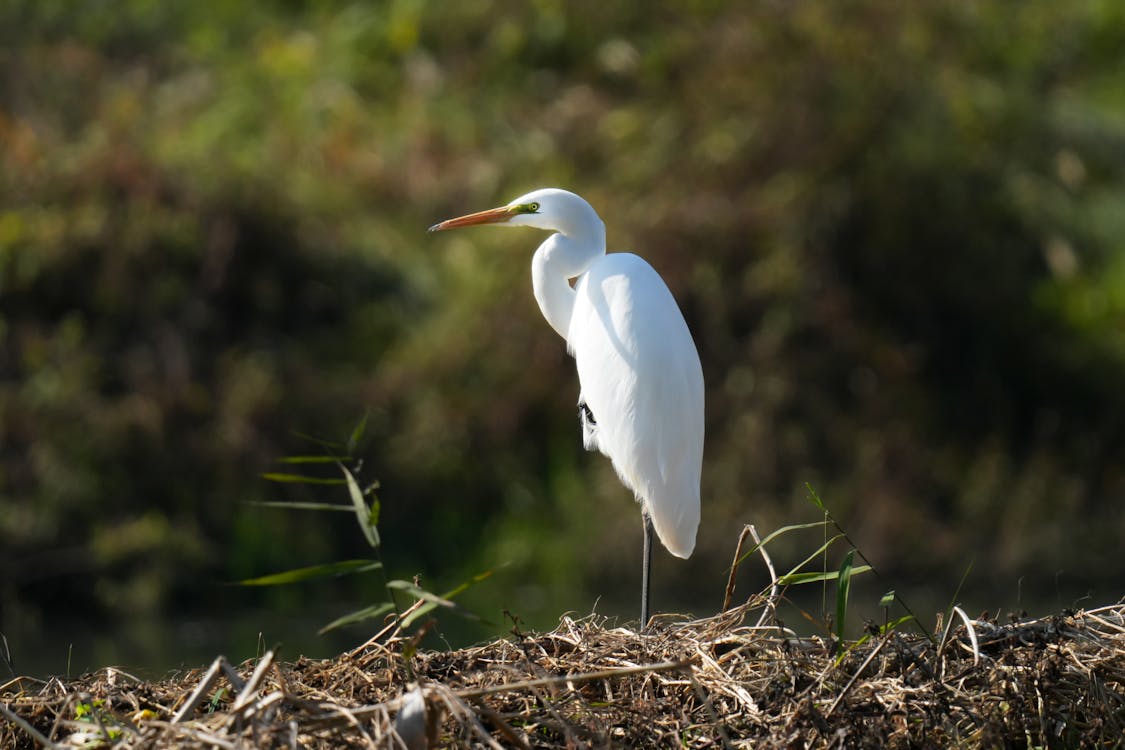 White Egret Standing in a Nest on one Leg