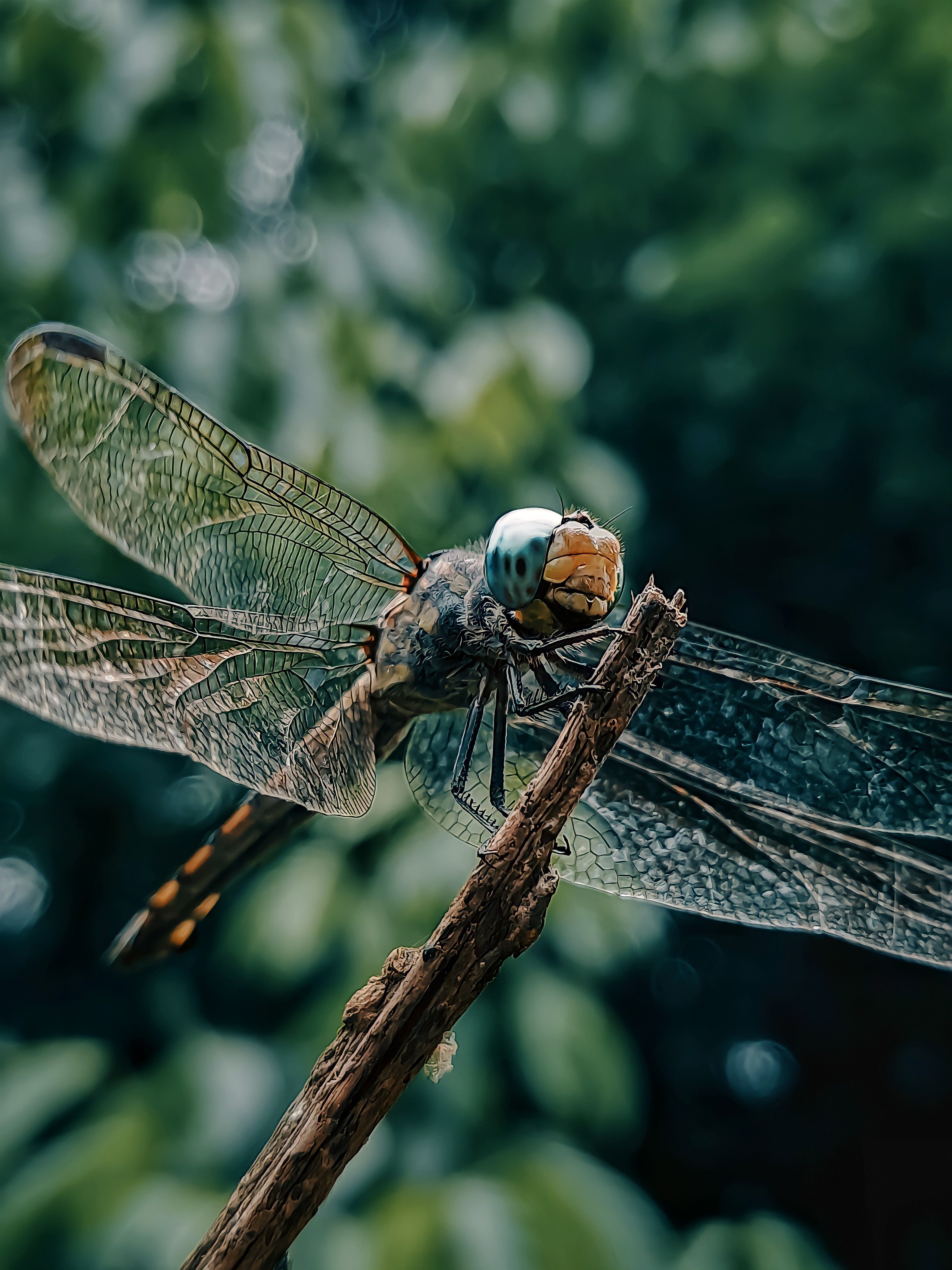 Dragon fly · Free Stock Photo