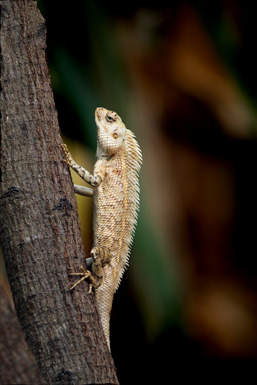 Δωρεάν στοκ φωτογραφιών με iguana, γκρο πλαν, δέντρο