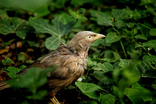 Yellow Billed Babbler