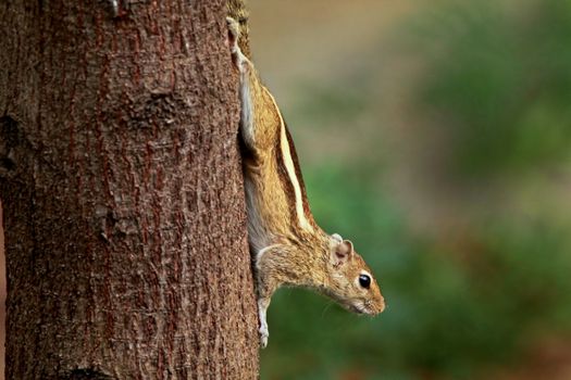 Detailed close-up of a squirrel perched on the side of a tree in a natural setting.