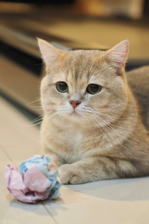 Kostenloses Stock Foto zu haustier, katze, kopf