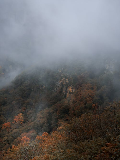 垂直ショット, 山岳, 森の中の無料の写真素材