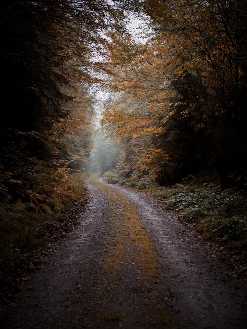 Autumn Trees around Empty Dirt Road in Forest