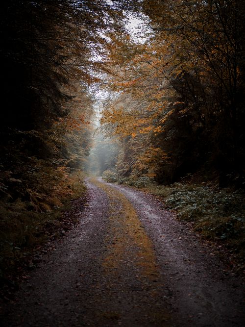 Free Peaceful dirt road through a quiet autumn forest with fallen leaves and soft ambient light. Stock Photo