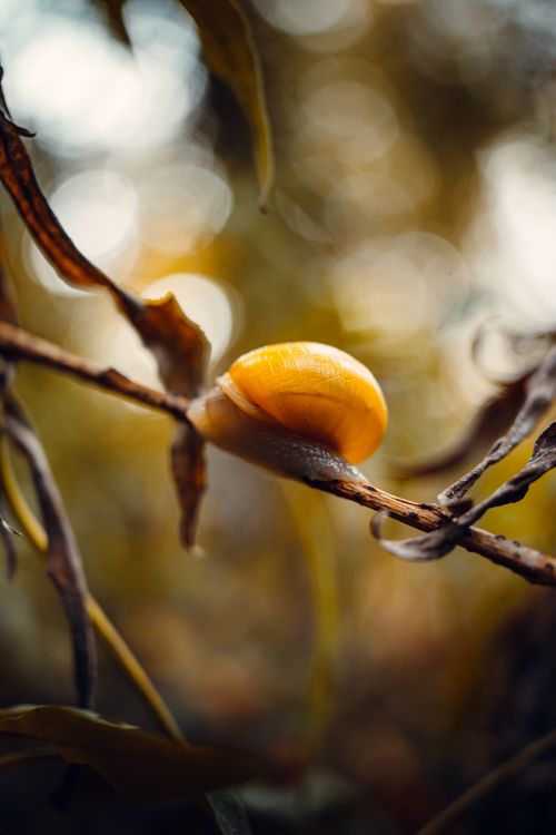 Free A detailed shot of a snail on a branch surrounded by nature, showcasing wildlife up close. Stock Photo