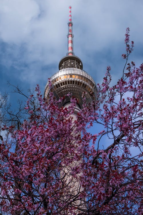 Blooming Flower Trees by the Fernsehturm Berlin, Germany
