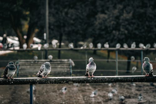 Pigeons on Railing in Park