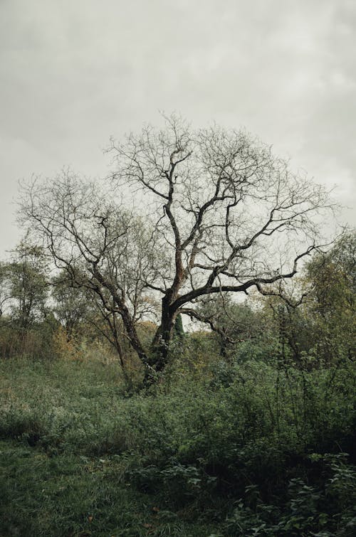 垂直拍摄, 樹叢, 樹木 的 免费素材图片