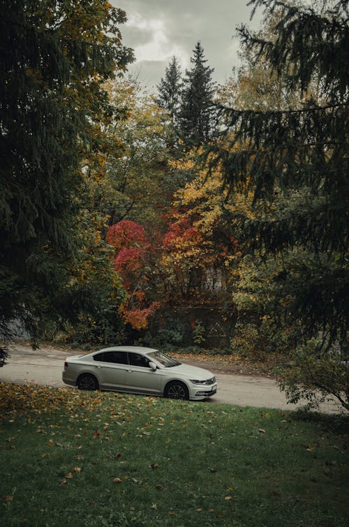 Car Driving Down the Road in an Autumn Forest