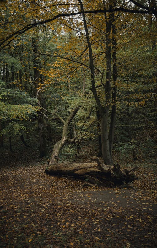 Fotobanka s bezplatnými fotkami na tému jeseň, kmeň, les