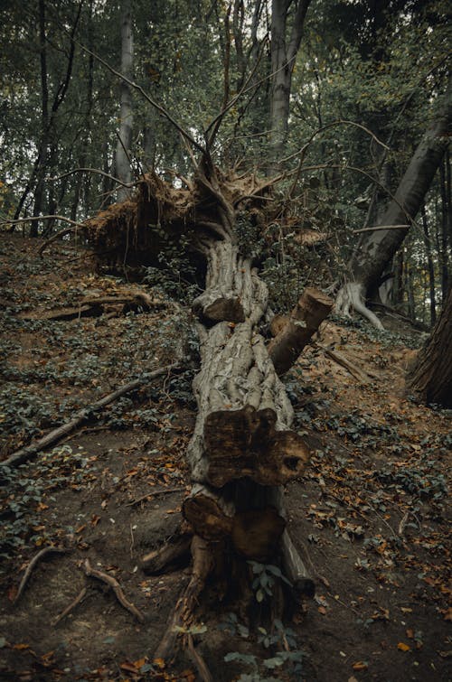 Бесплатное стоковое фото с вертикальный выстрел, дерево, лес