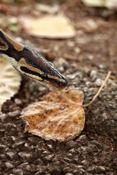 snake photo