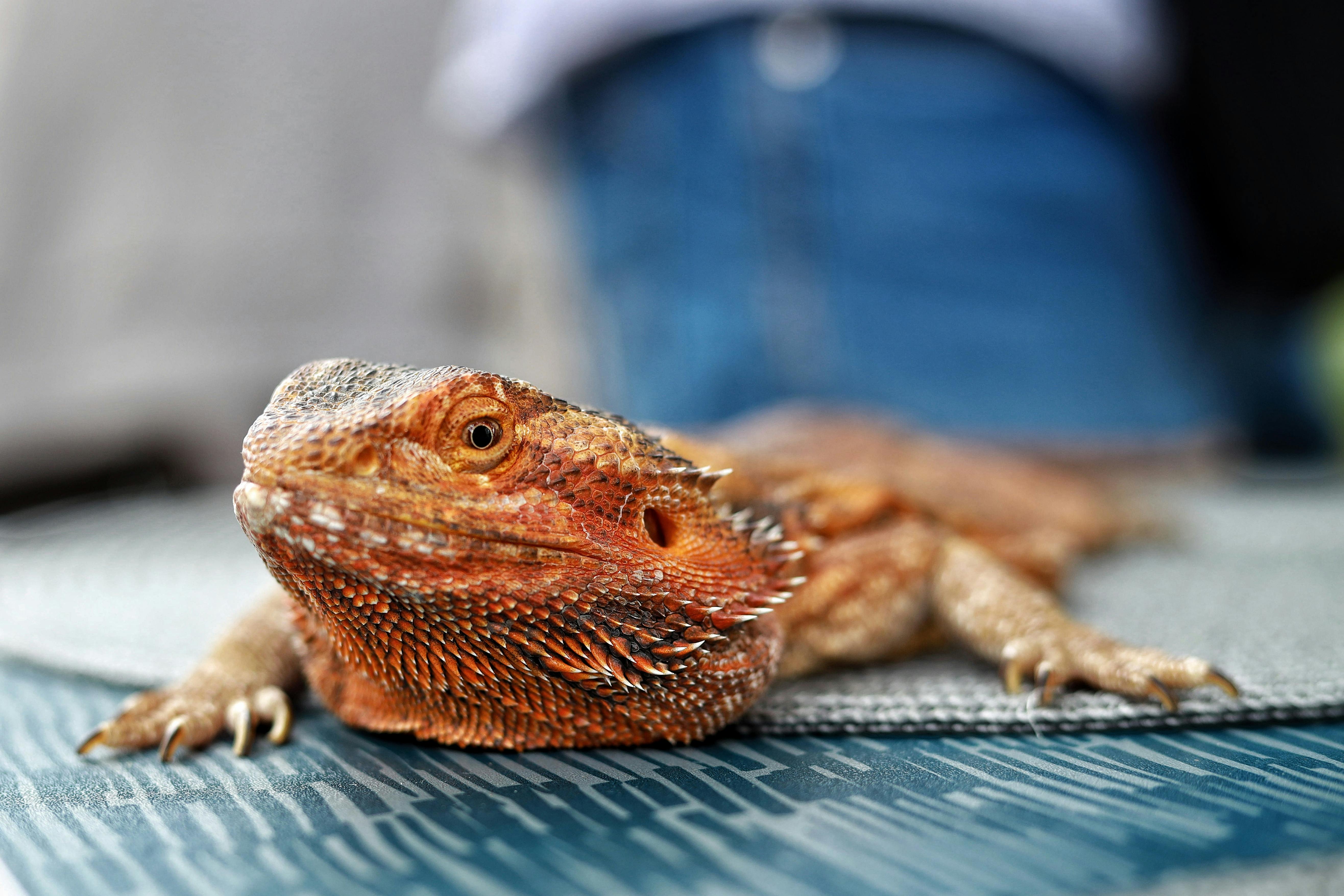 Cum îngrijești un dragon beard (Pogona vitticeps)