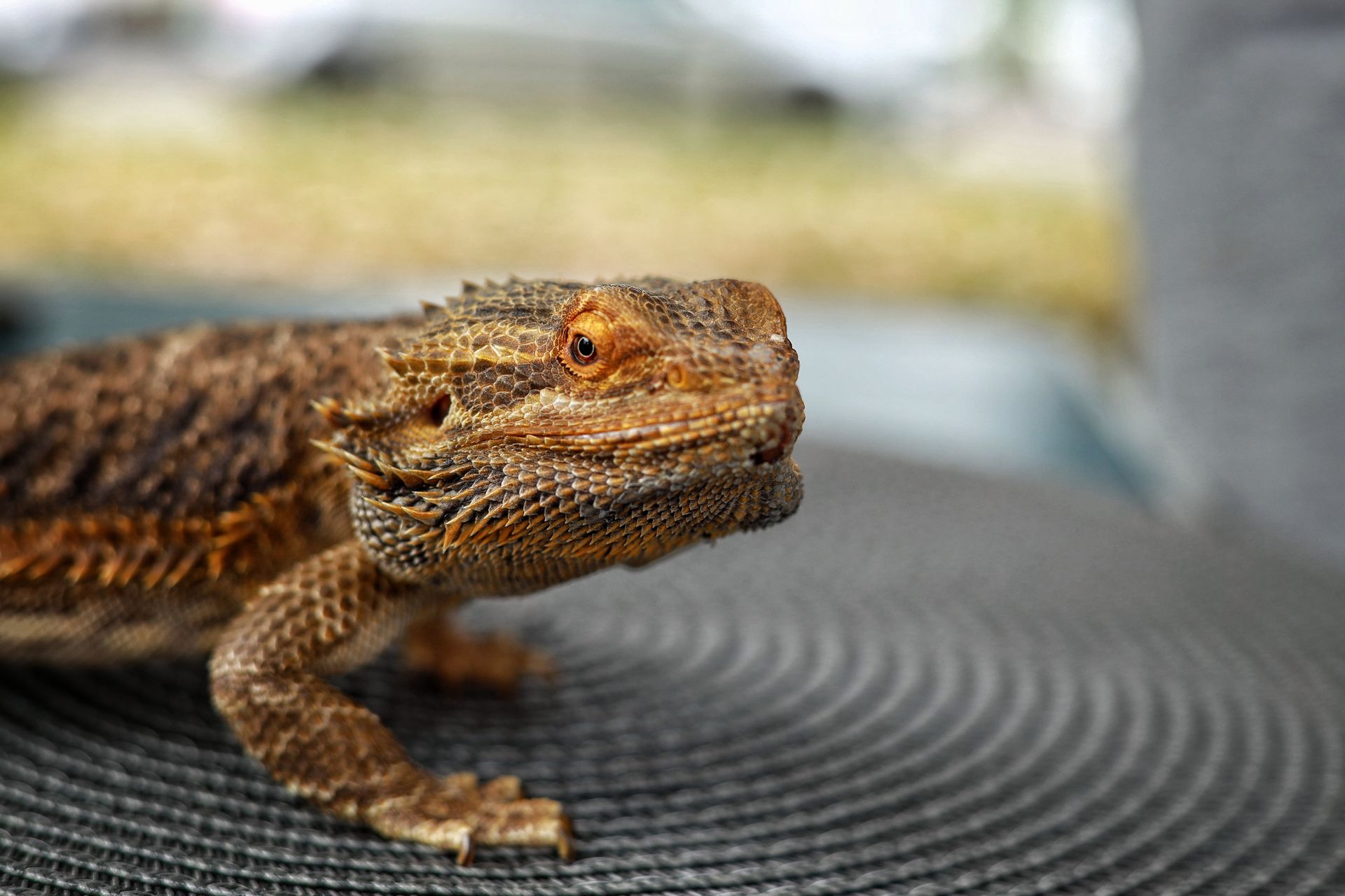 Close up of Central Bearded Dragon Lizard