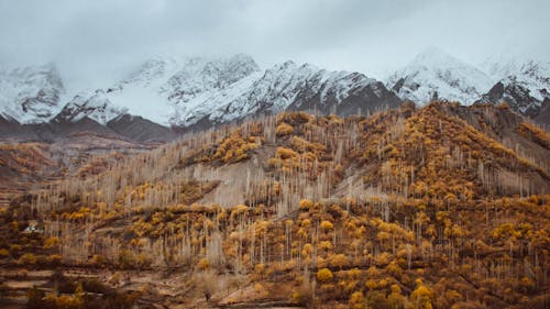 Fotos de stock gratuitas de @al aire libre, árbol, árboles de otoño