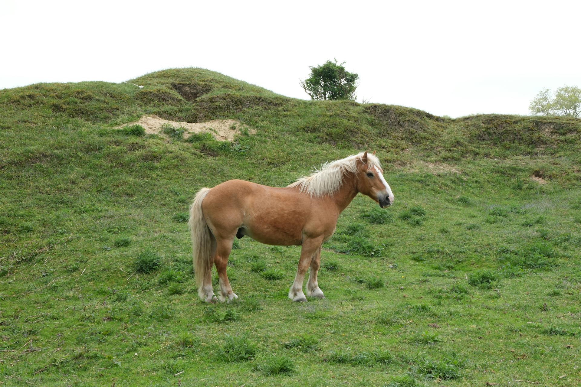 Brown Horse with White Mane Standing on Pasture