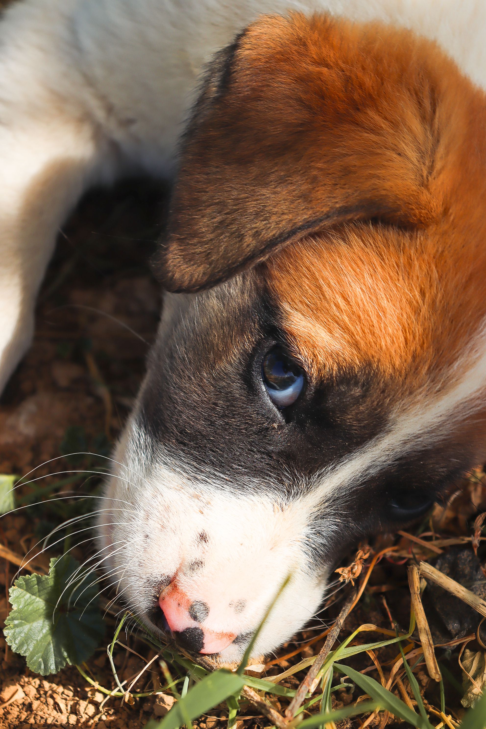 Close up of White Dog Head · Free Stock Photo