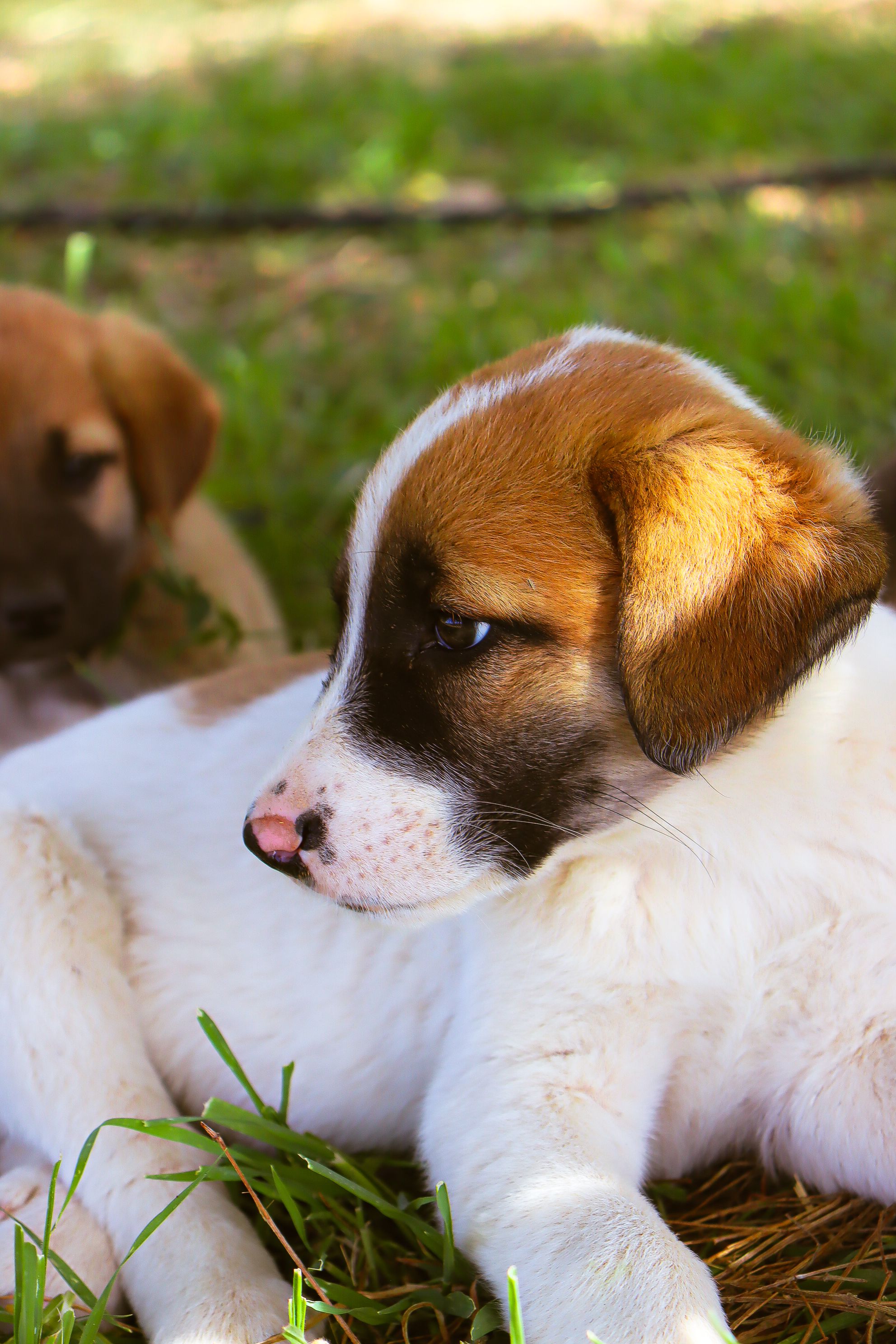 Little Dog on a Meadow · Free Stock Photo