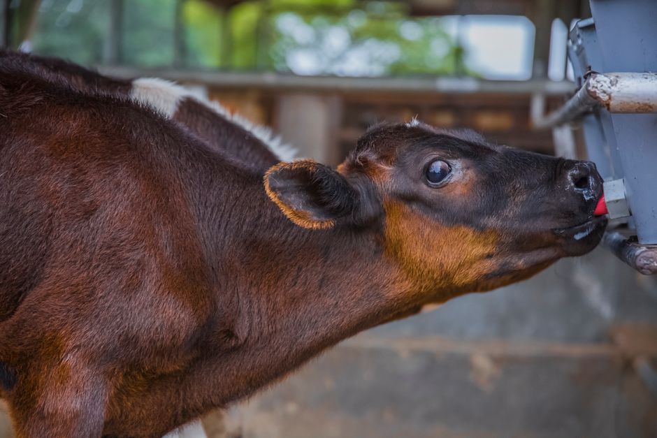 A cow drinks from a farm water trough — in the hot season, plan the litres each animal needs and keep water close to the pen.