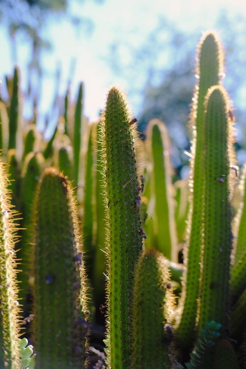 Free Vibrant close-up photo of green cacti with sharp thorns under bright sunlight. Stock Photo
