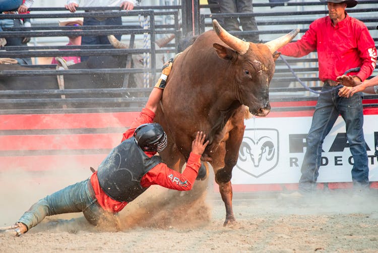 Man Fighting With Bull On Rodeo