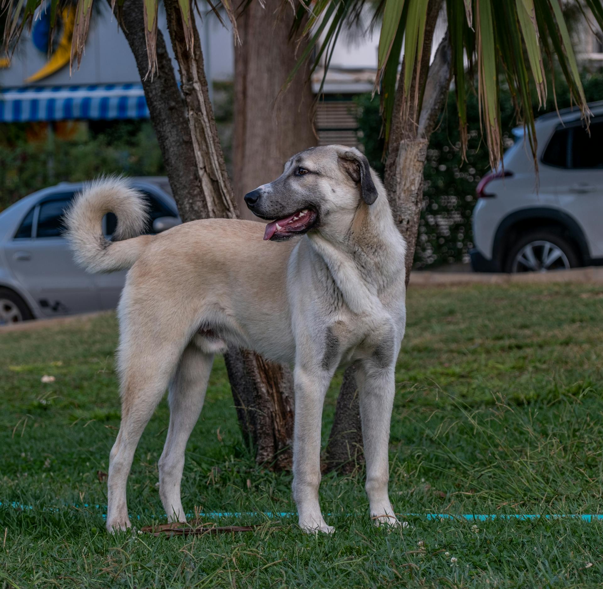 A Dog in a Yard