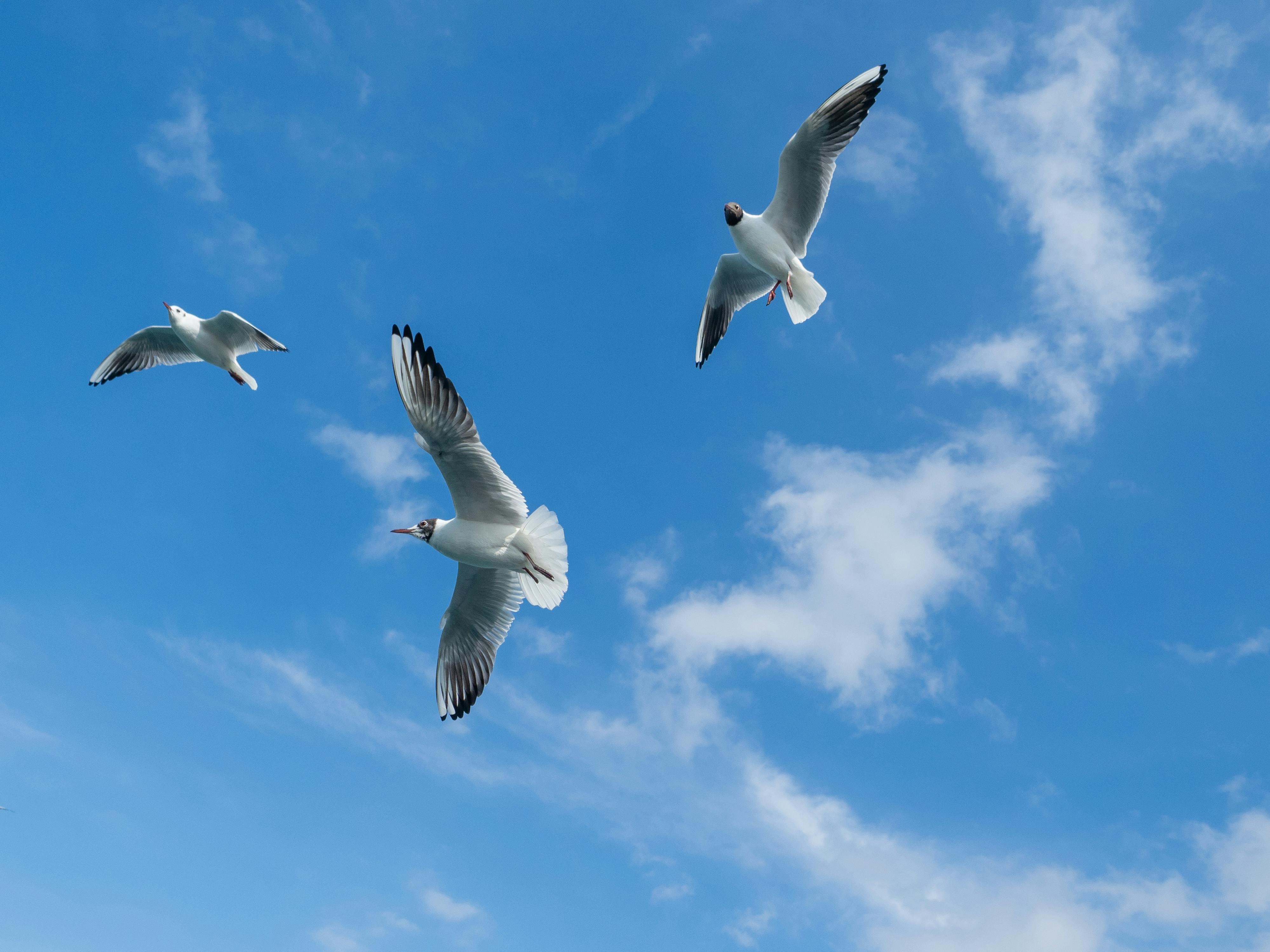 White and Grey Bird Flying during Day Time · Free Stock Photo