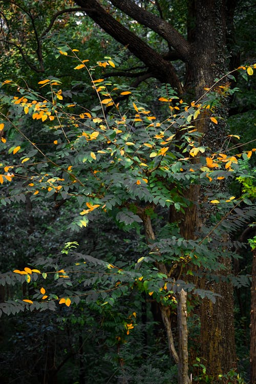 Green Trees in Forest