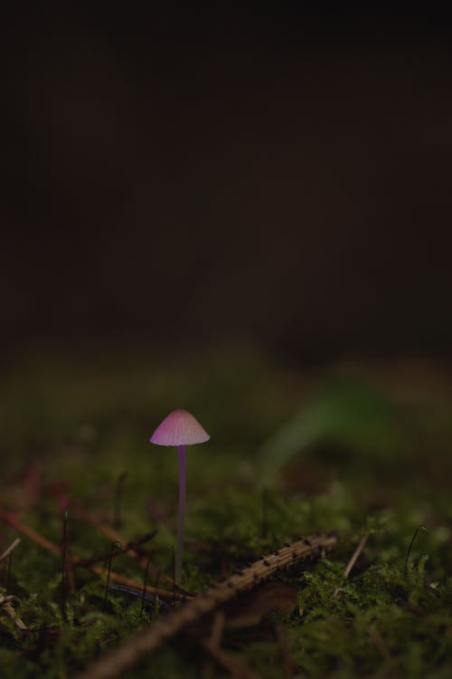 Photos gratuites de champignon vénéneux, forêt, fungi