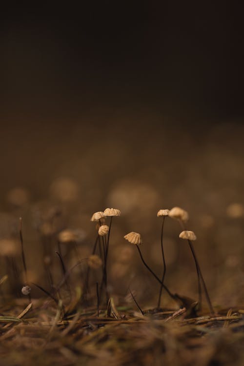 Darmowe zdjęcie z galerii z cienki, łodygi, natura