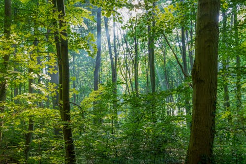 Základová fotografie zdarma na téma sluneční paprsky