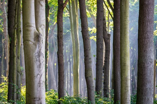 Ilmainen kuvapankkikuva tunnisteilla auringonsäde, metsä, puut