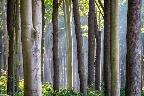 Kostenloses Stock Foto zu bäume, sonnenstrahl, wald