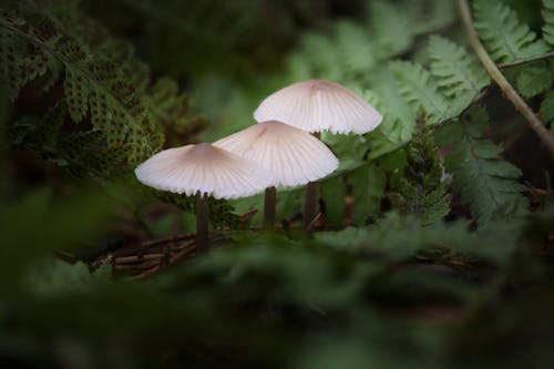 Gratis stockfoto met aarde, bladeren, champignons