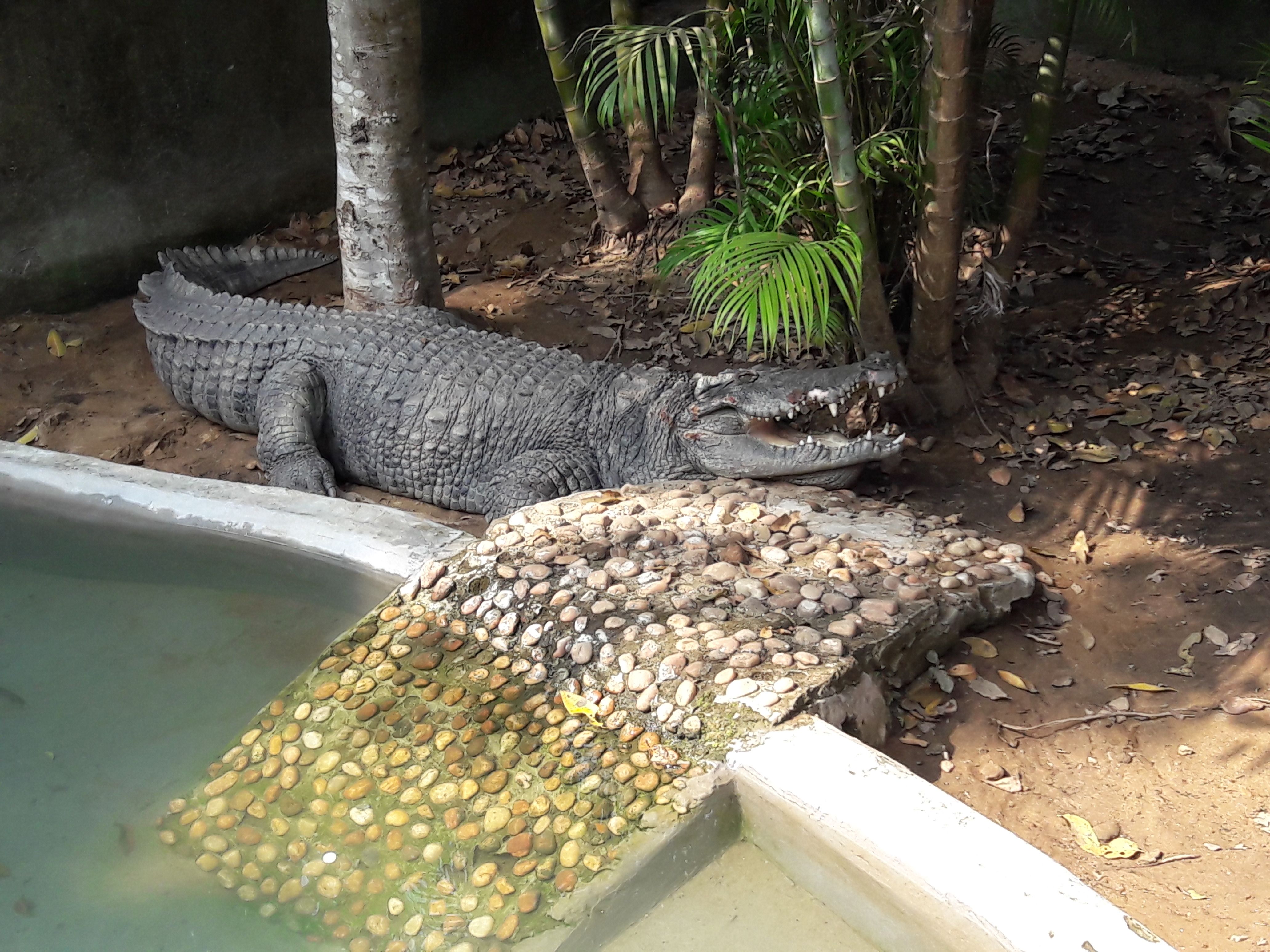 Foto Stok Gratis Tentang Buaya Hewan Reptil Latar Belakang Hewan