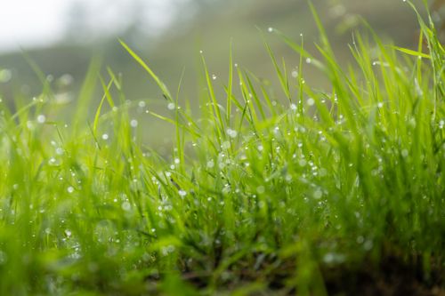 Free Macro shot of fresh green grass with sparkling dew drops, evoking a refreshing spring morning. Stock Photo