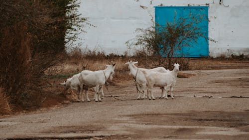 Goats Kids in Village