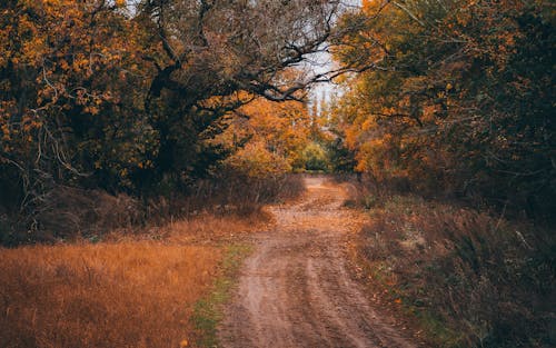 Dirt Road under Colorful Trees in Forest in Autumn