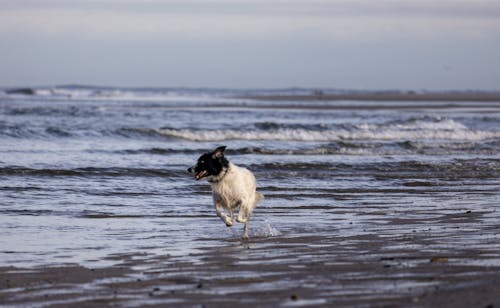 Dog Playing on Sea Shore