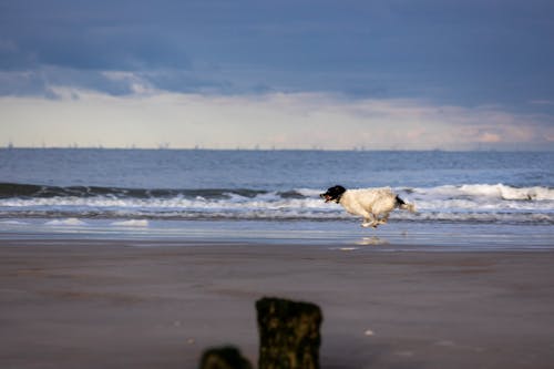 Dog Running on Beach