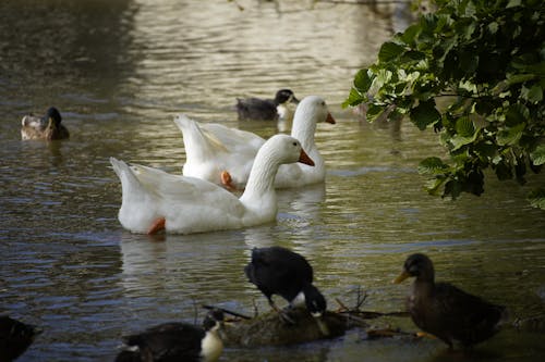 White Ducks on Water