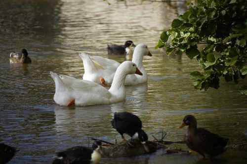 Free Capture of ducks and geese swimming on a tranquil pond surrounded by lush greenery. Stock Photo