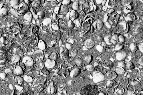 Black and White Photo of Seashells on the Beach 