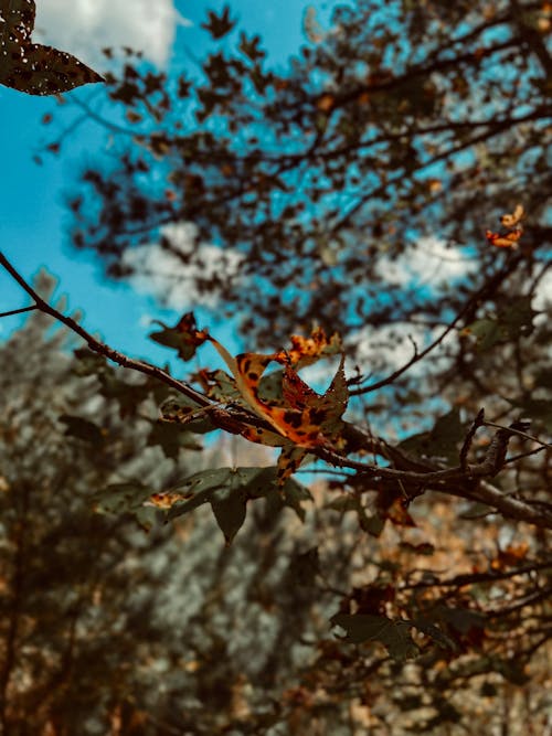 Photos gratuites de esthétique d'automne, feuilles d'automne, feuilles en automne