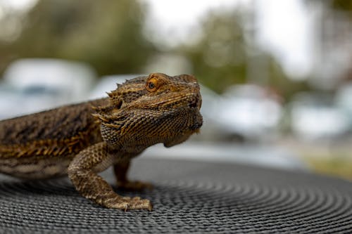 Gratis arkivbilde med dyrefotografering, dyreverdenfotografier, natur