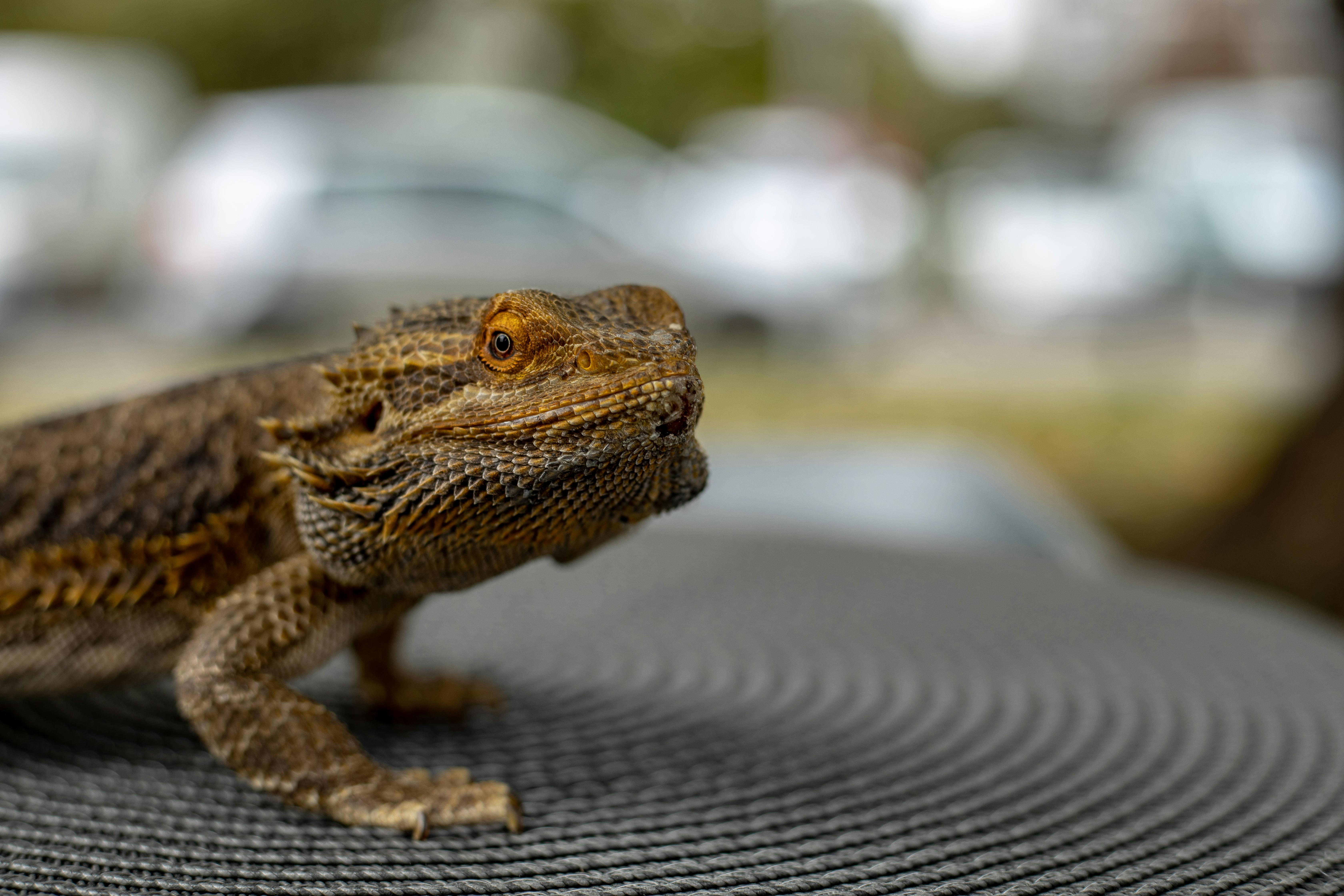 Exotic bearded hot sale dragon